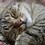 Cat-tail_48